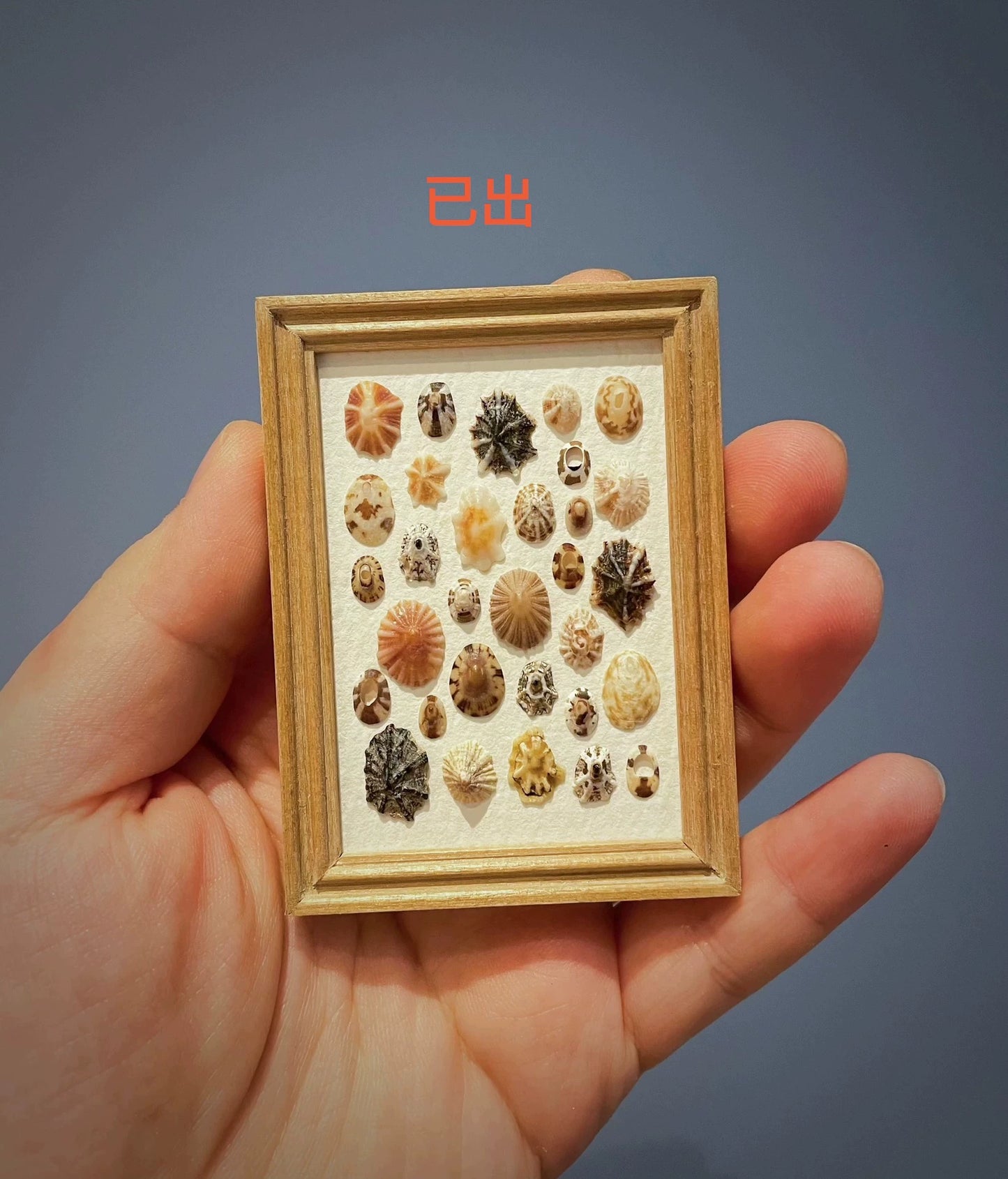 Imán para refrigerador con pintura de caracol en miniatura con marco de concha