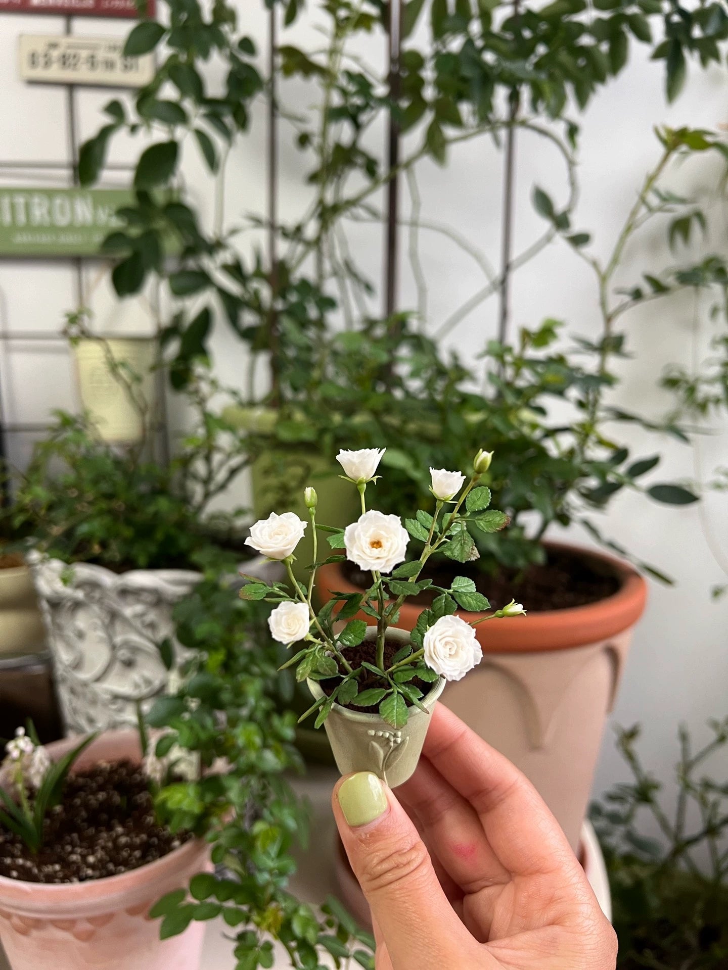 1:6 Scale Miniature White Burgundy Rose Potted Plant For Blythe Dollhouse Decor