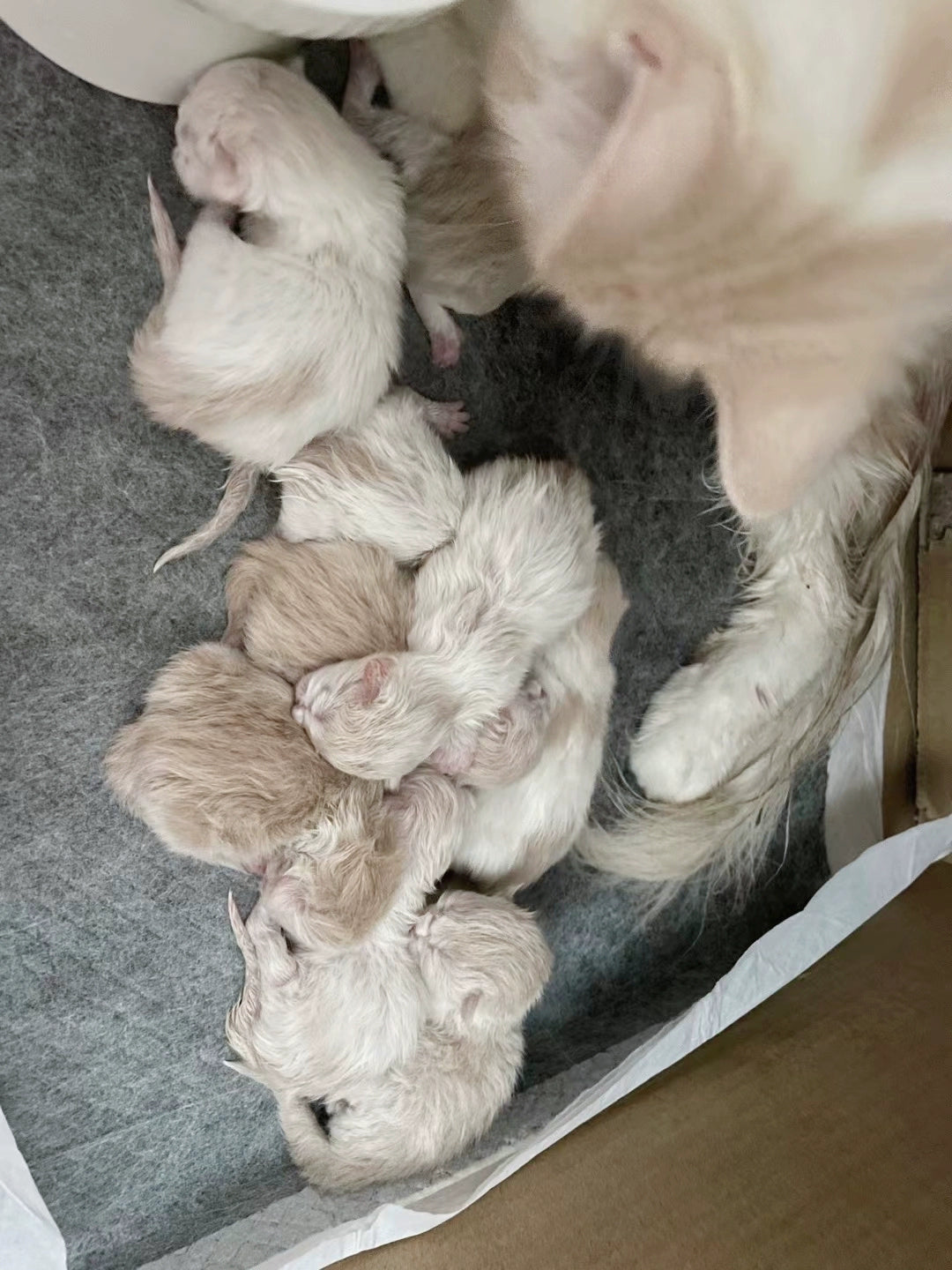 Chiots à vendre Portée née le 14 octobre Neuf chiots disponibles maintenant Accepte les réservations