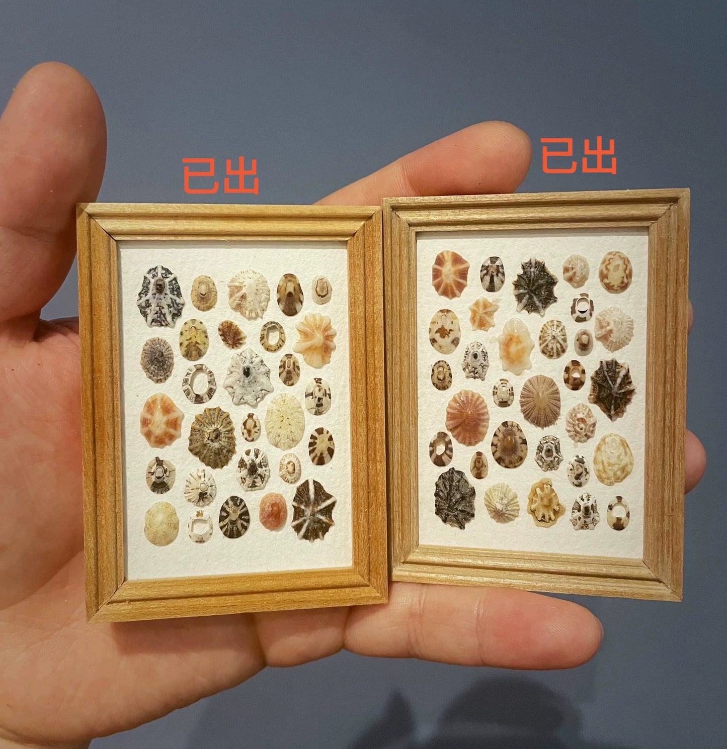 Imán para refrigerador con pintura de caracol en miniatura con marco de concha