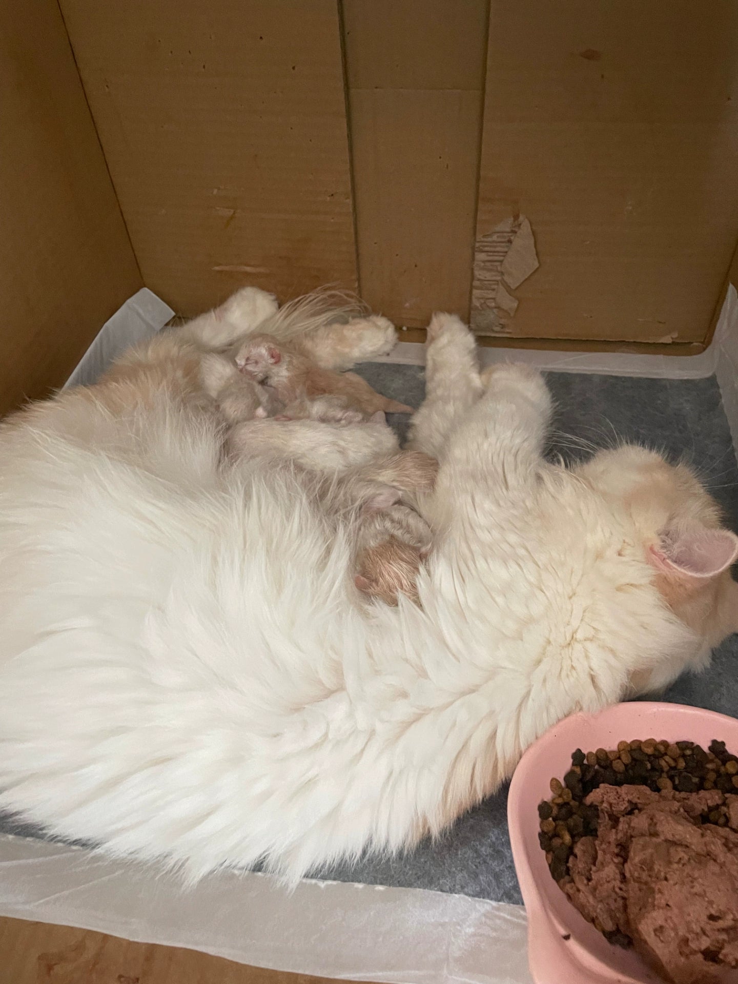 Chiots à vendre Portée née le 14 octobre Neuf chiots disponibles maintenant Accepte les réservations