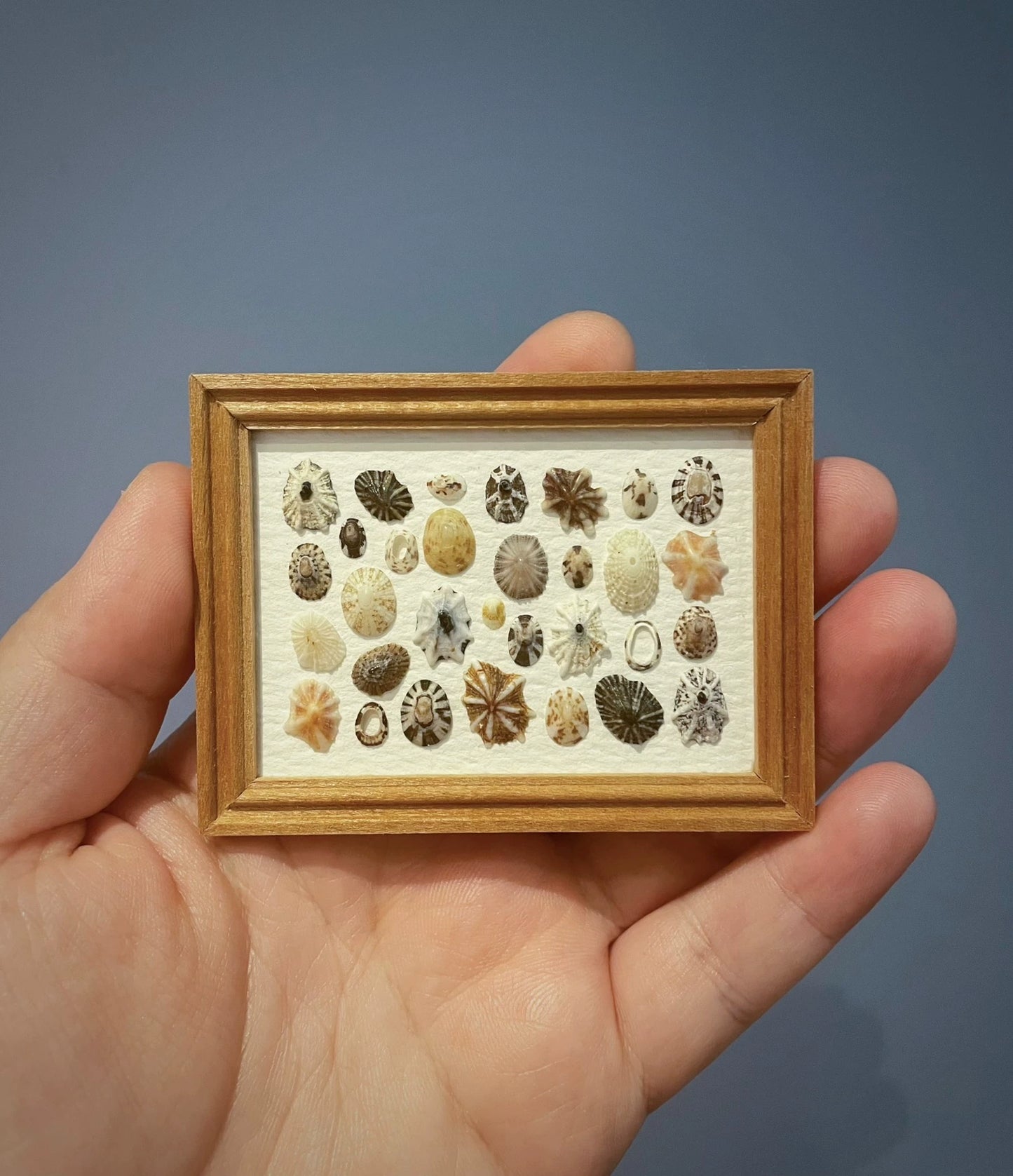 Imán para refrigerador con pintura de caracol en miniatura con marco de concha
