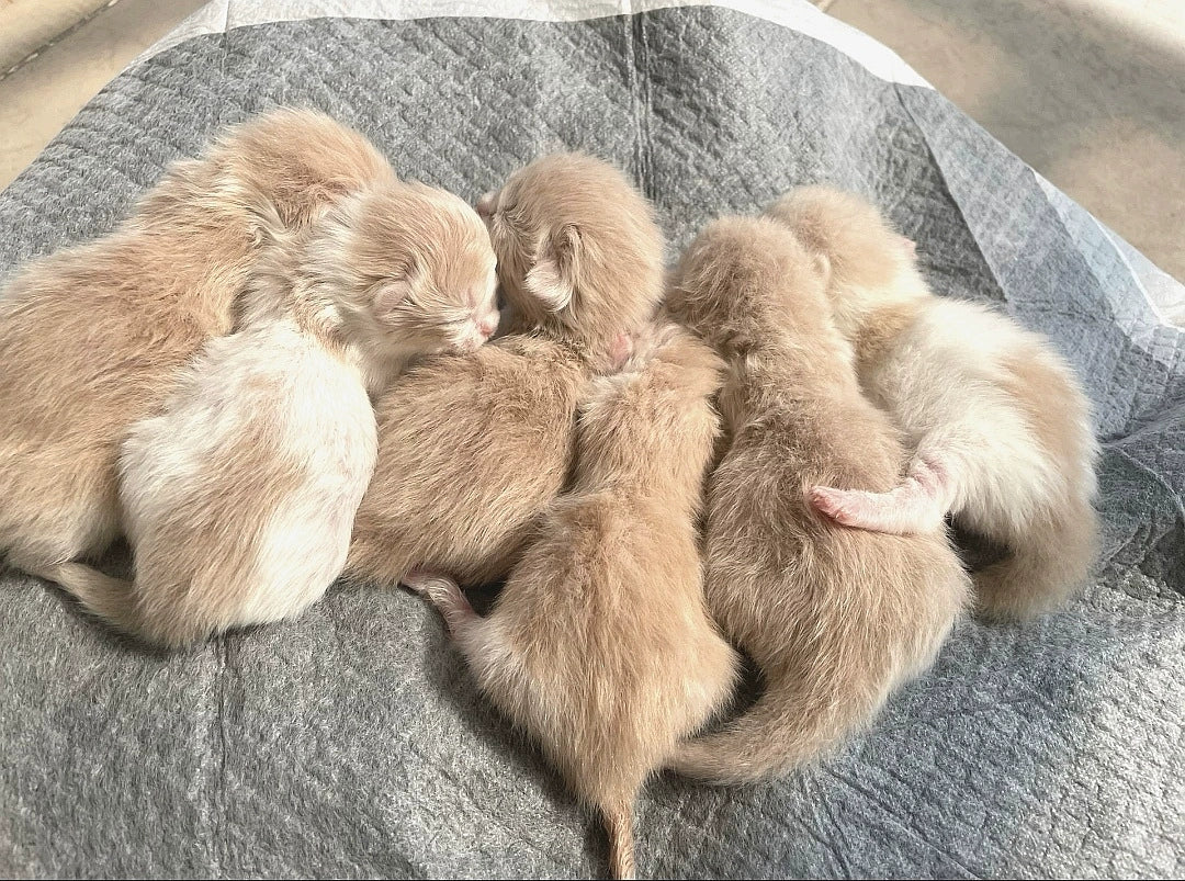 Chiots à vendre Portée née le 14 octobre Neuf chiots disponibles maintenant Accepte les réservations