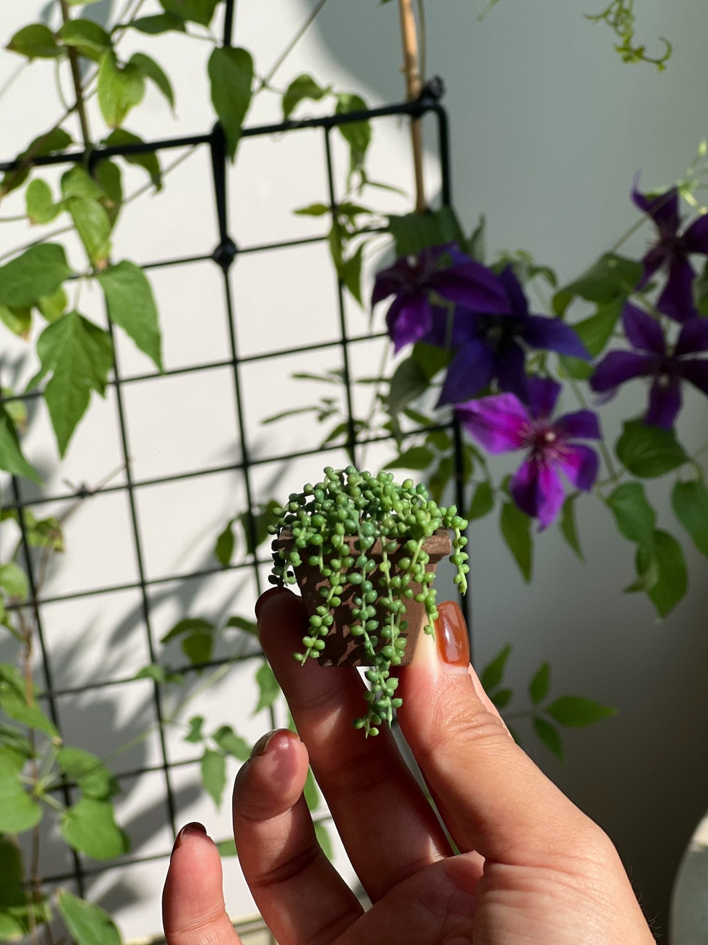 1:6 Scale Miniature Succulent String Of Pearls Plant For Blythe Dollhouse Decor