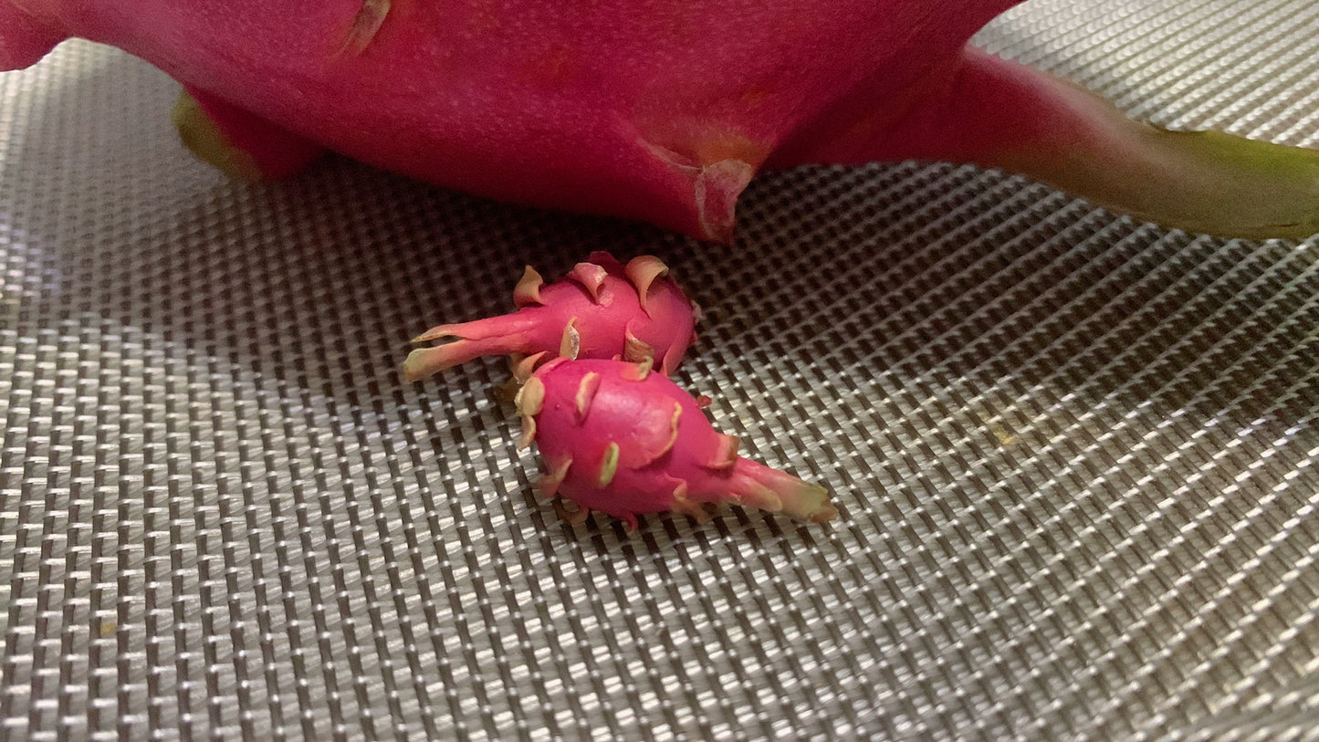 1:12 Scale Soft Clay Miniature Dragon Fruit For BJD OB11 Dollhouse Accessory