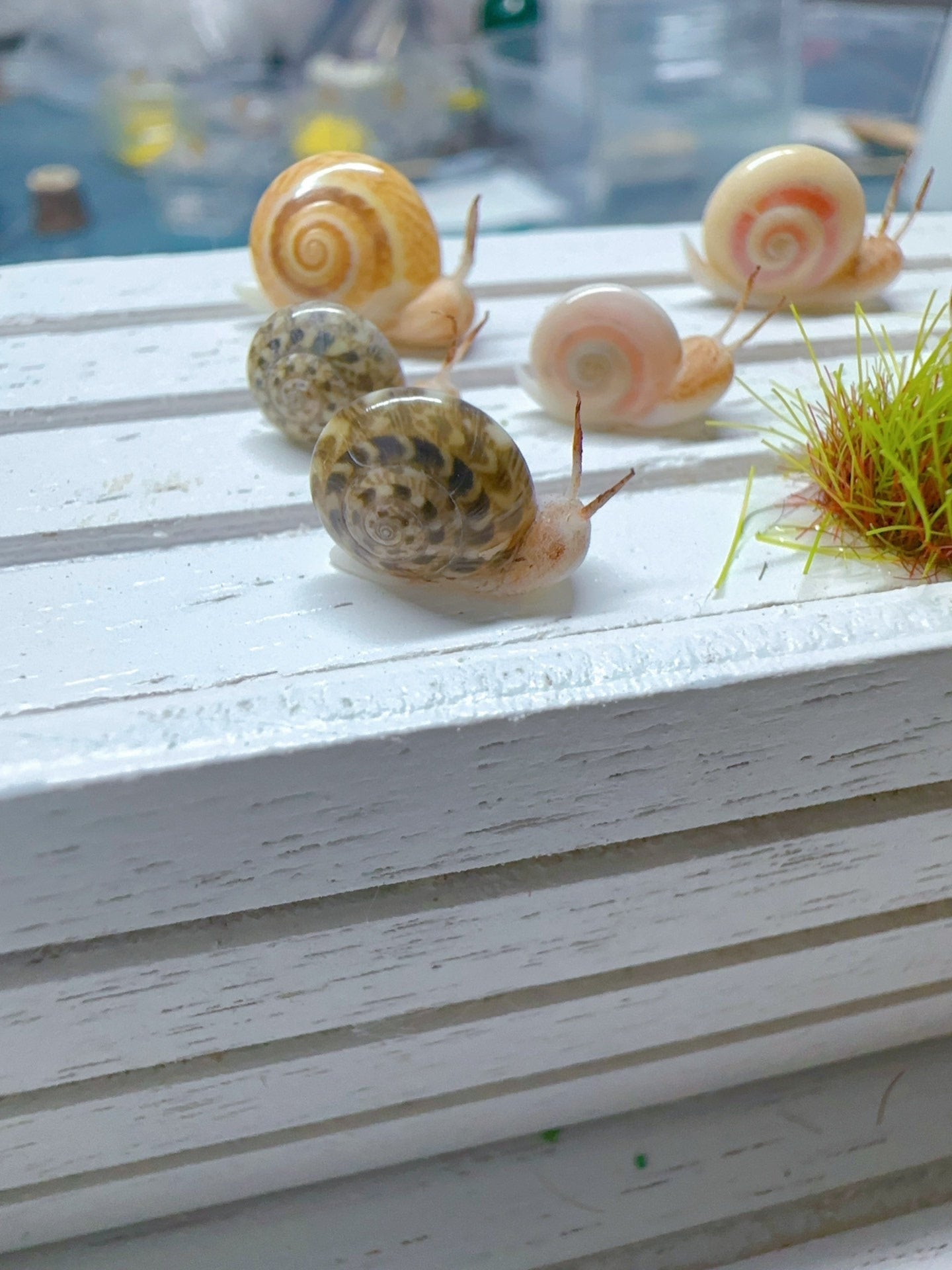 Caracol de arcilla en miniatura a escala 1:12 para muñecas Blythe. Accesorios de arcilla en miniatura.