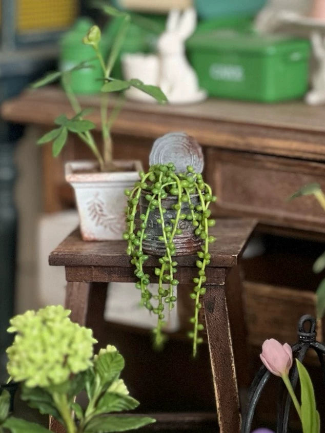 1:6 Scale Miniature Succulent String Of Pearls Plant For Blythe Dollhouse Decor