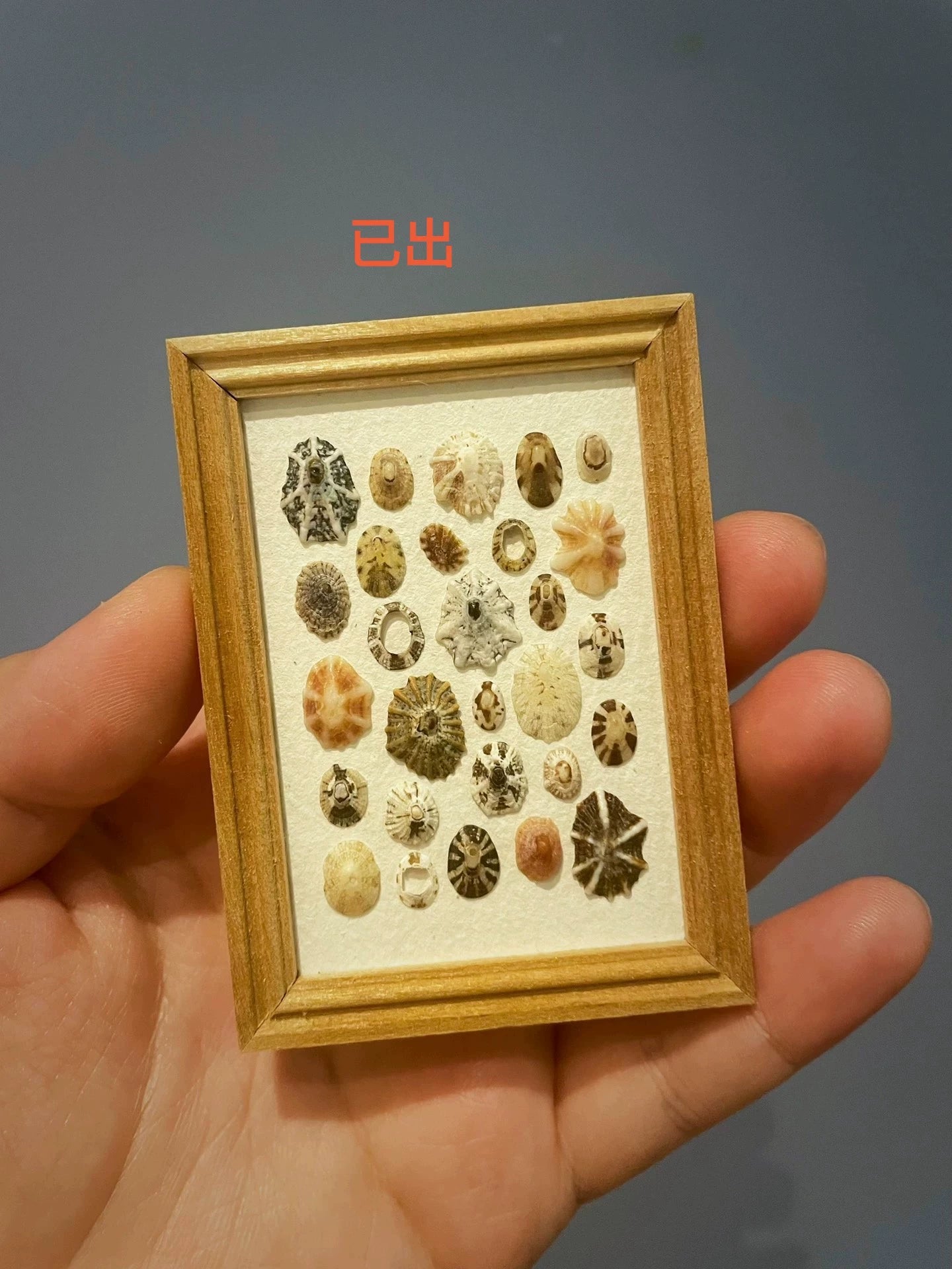 Imán para refrigerador con pintura de caracol en miniatura con marco de concha