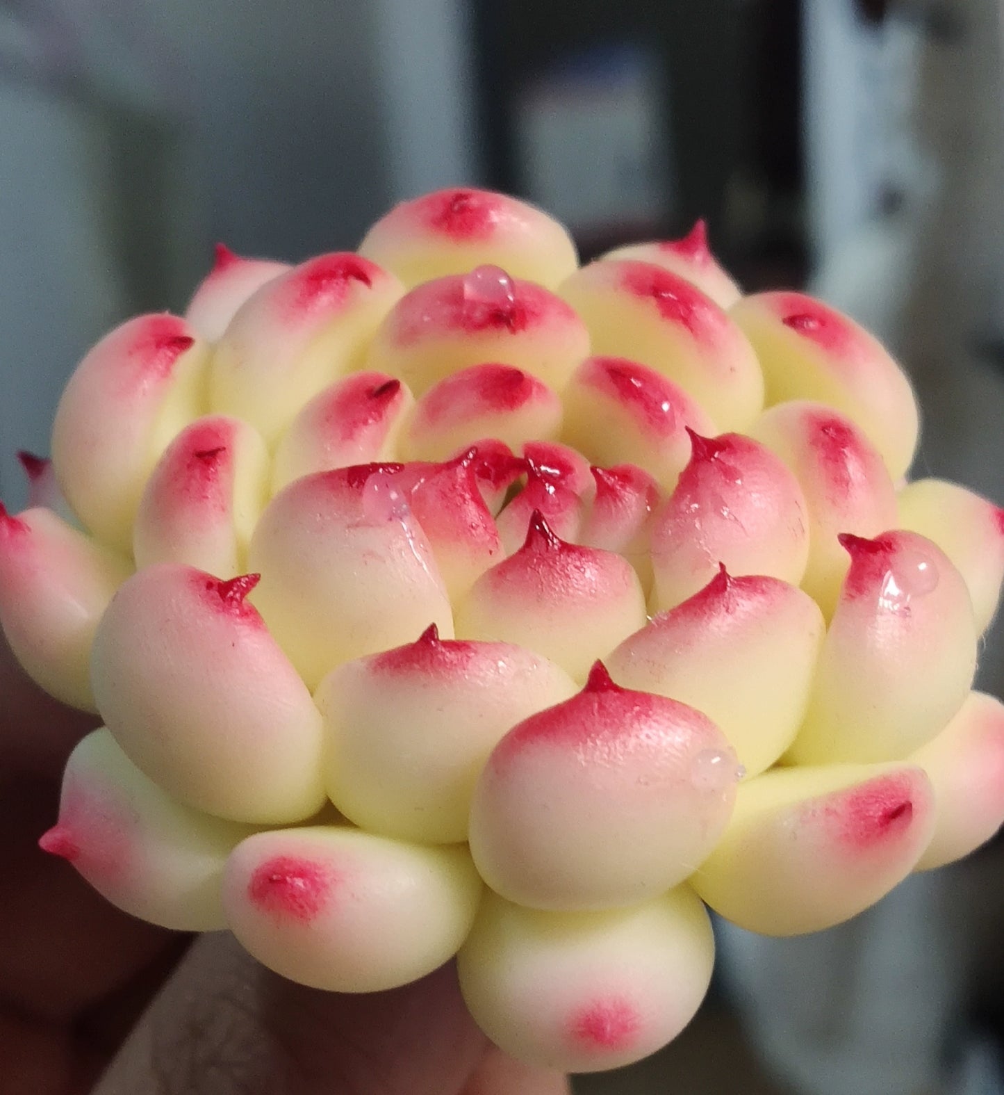 1:12 Scale Miniature Succulent Plant Clay Craft DIY Decoration