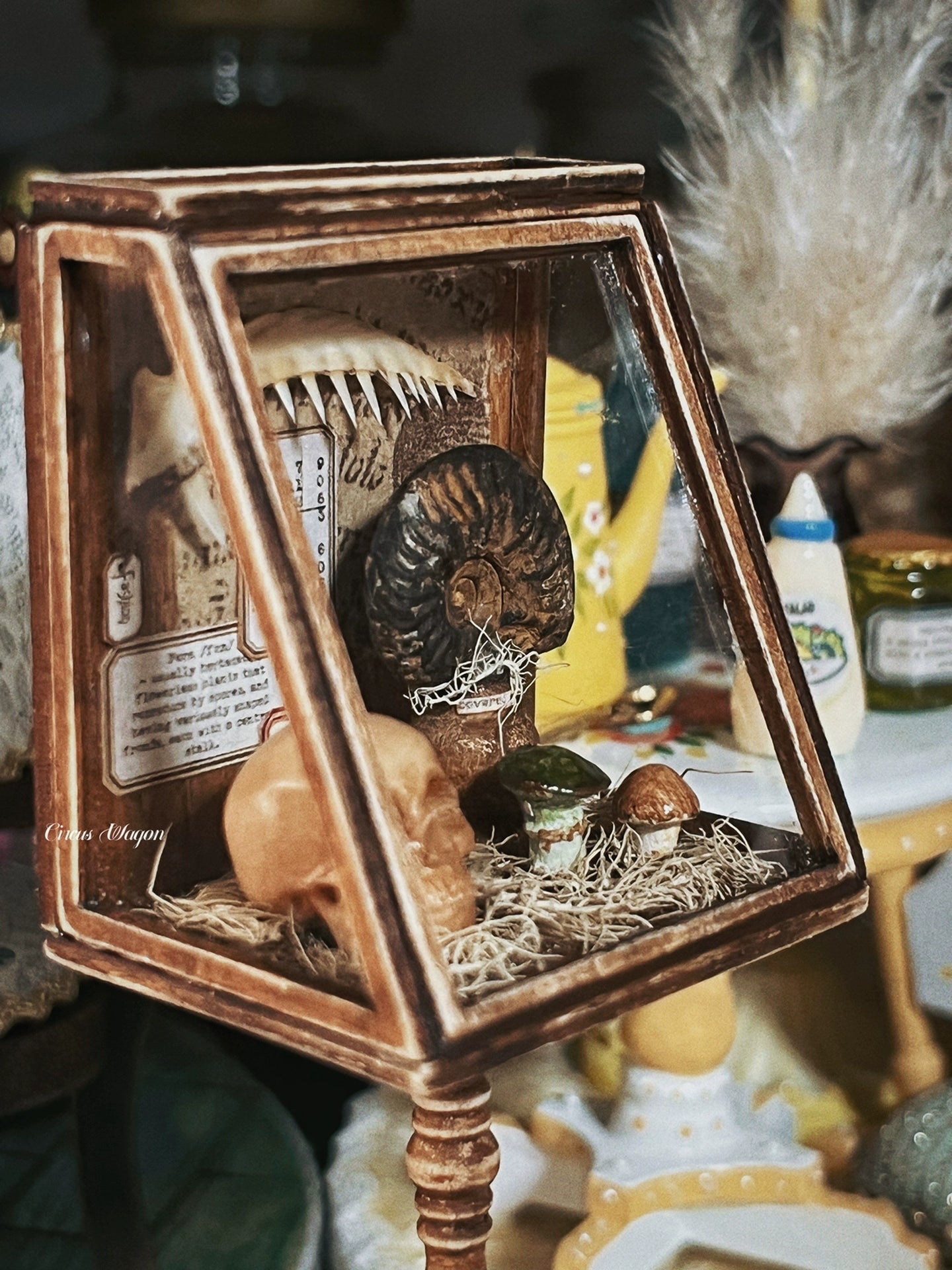 1:12 Scale Wooden Paleontology Specimen Cabinet Miniature Dollhouse Furniture