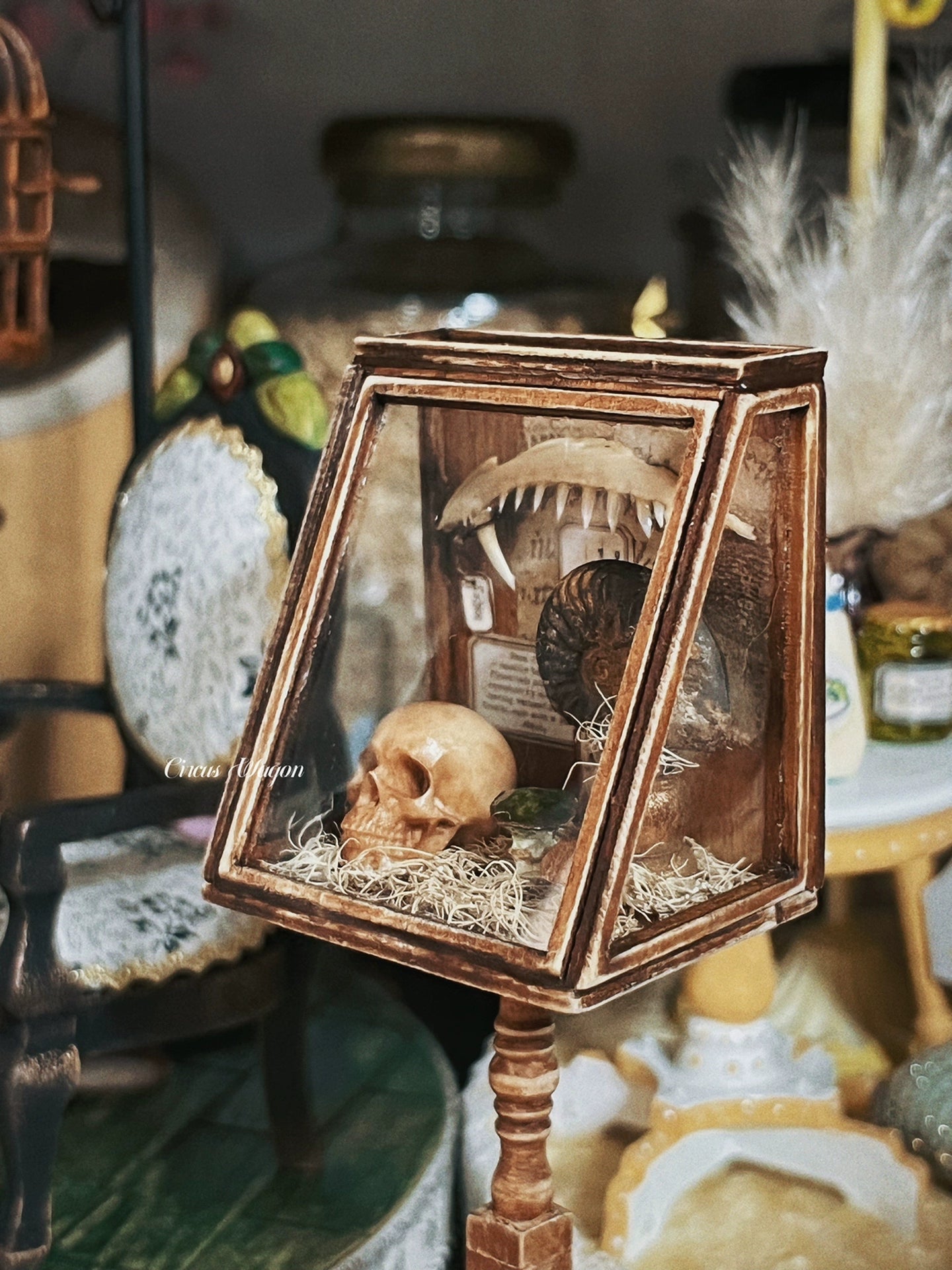 1:12 Scale Wooden Paleontology Specimen Cabinet Miniature Dollhouse Furniture