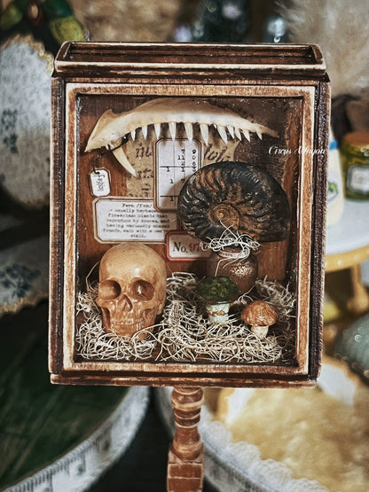 1:12 Scale Wooden Paleontology Specimen Cabinet Miniature Dollhouse Furniture
