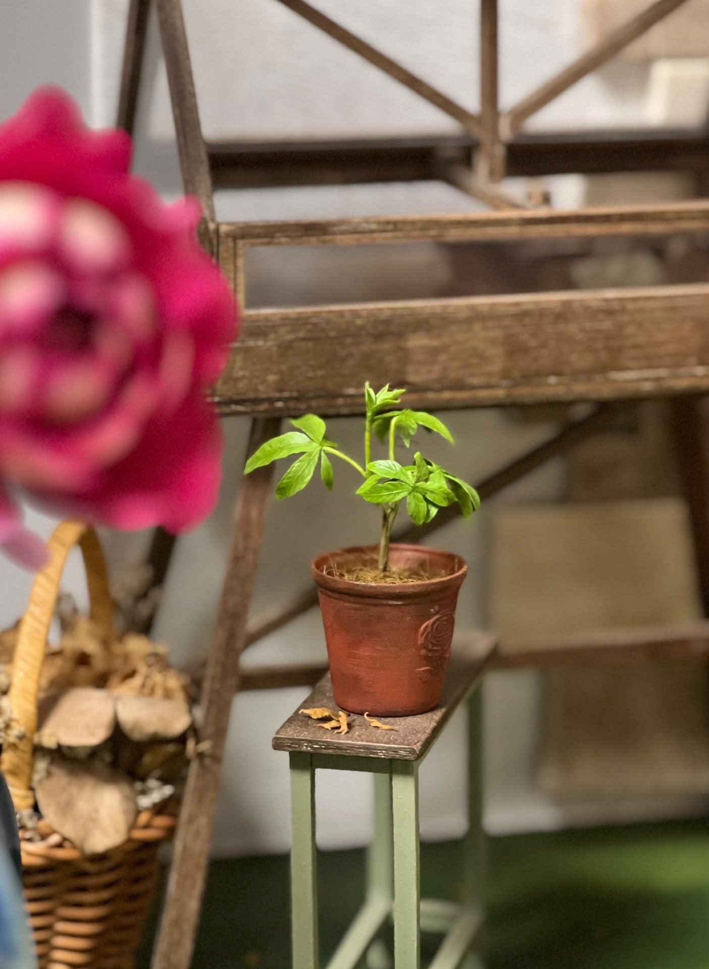 1:6 Scale Miniature Money Tree Potted Plant For Blythe Dollhouse Decor
