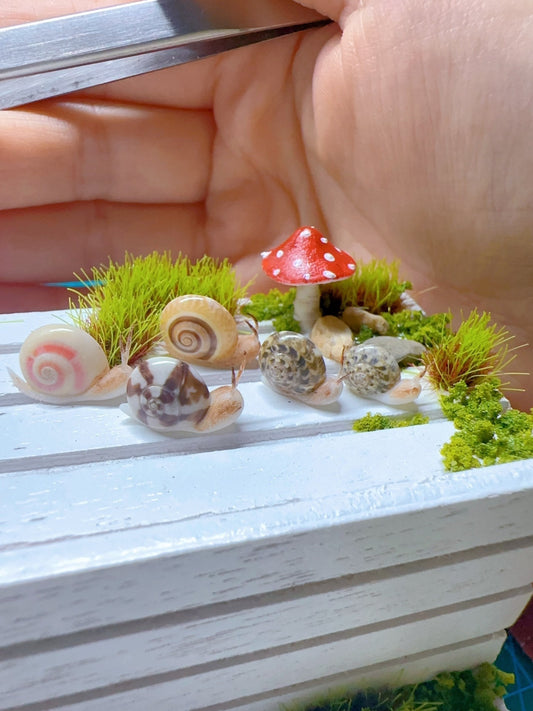 Caracol de arcilla en miniatura a escala 1:12 para muñecas Blythe. Accesorios de arcilla en miniatura.