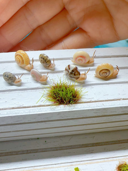 Caracol de arcilla en miniatura a escala 1:12 para muñecas Blythe. Accesorios de arcilla en miniatura.
