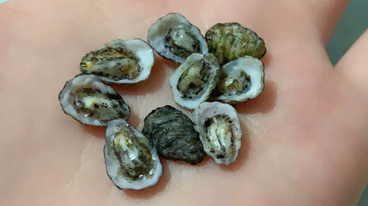 1:12 Scale Miniature Oyster Omelette Fresh Oyster Plate Polymer Clay Handmade Miniature Food Dollhouse Accessory