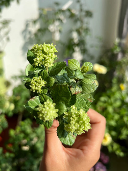 1:6 Scale Miniature Matcha Ice Cream Hydrangea Potted Plant For Blythe Dollhouse Decor