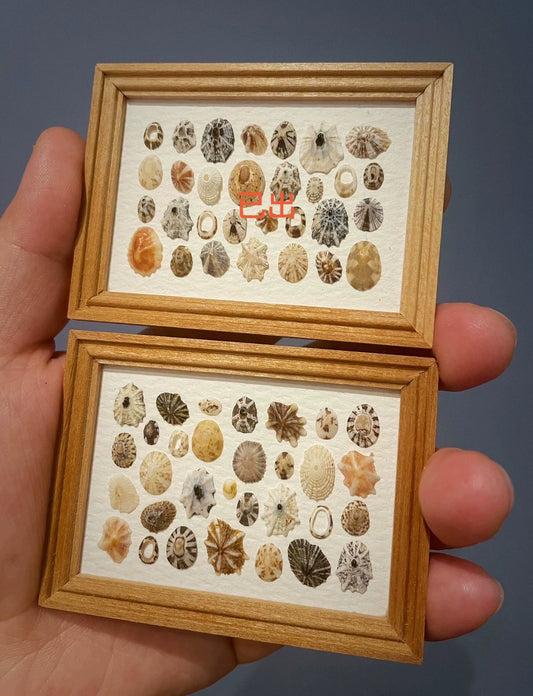 Imán para refrigerador con pintura de caracol en miniatura con marco de concha