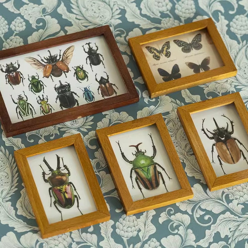 Commode vintage à l'échelle 1:6 avec spécimens de papillons, meubles miniatures pour maison de poupée BJD et Blythe
